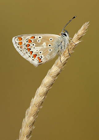 Brown Argus Aricia agestis