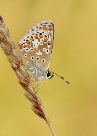 Brown Argus Aricia agestis