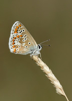 Brown Argus Aricia agestis