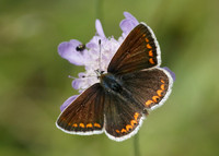 Brown Argus Aricia agestis
