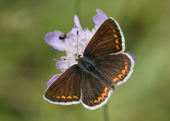 Brown Argus Aricia agestis