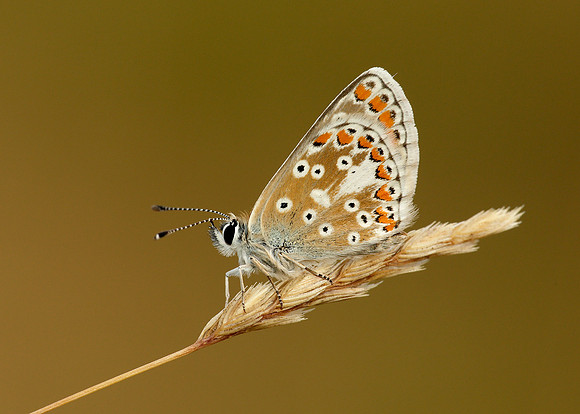 Brown Argus Aricia agestis