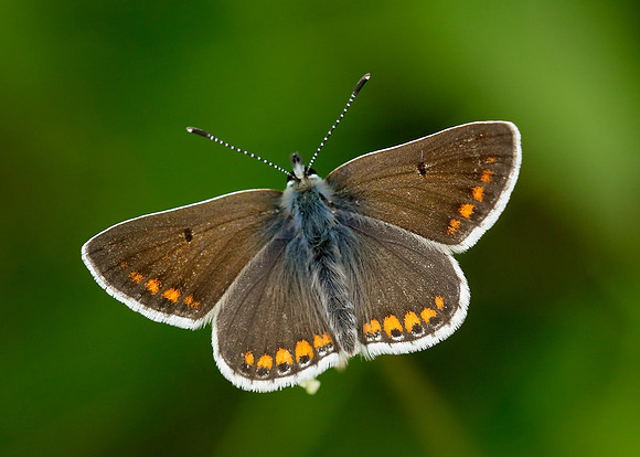 Brown Argus Aricia agestis