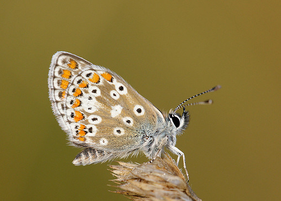 Brown Argus Aricia agestis