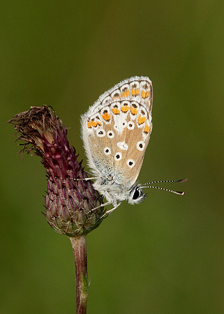 Brown Argus Aricia agestis