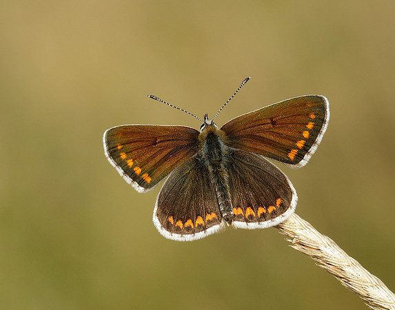 Brown Argus Aricia agestis