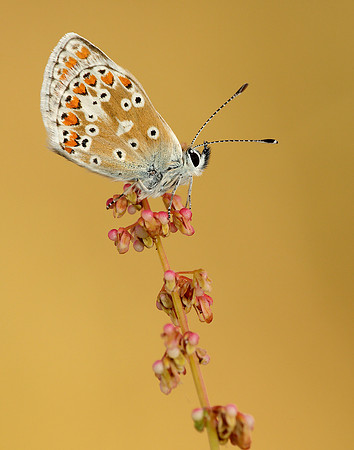 Brown Argus Aricia agestis