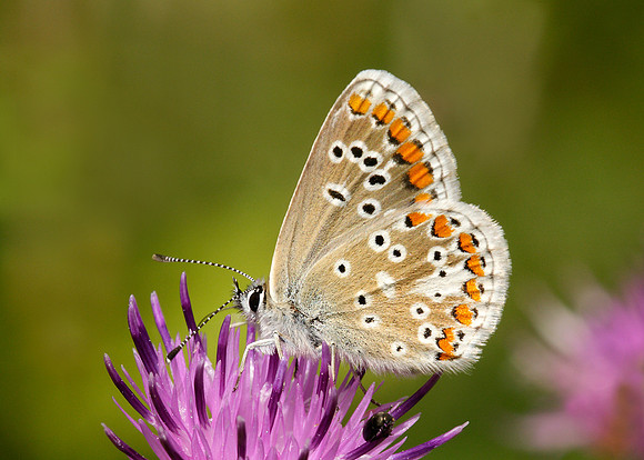 Brown Argus Aricia agestis