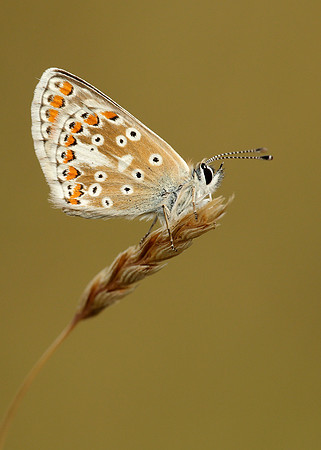 Brown Argus Aricia agestis