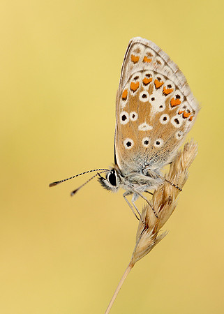 Brown Argus Aricia agestis