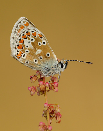 Brown Argus Aricia agestis
