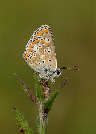 Brown Argus Aricia agestis