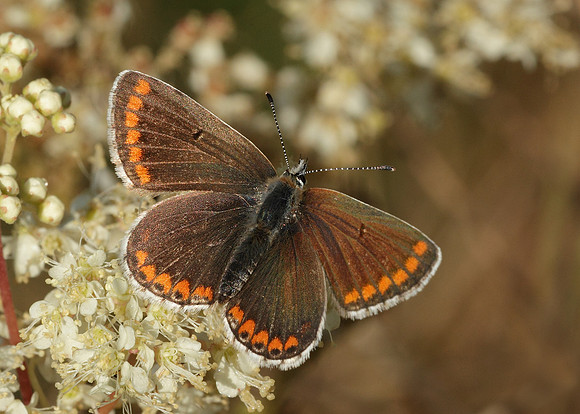 Brown Argus Aricia agestis