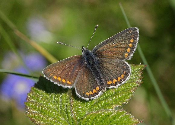Brown Argus Aricia agestis