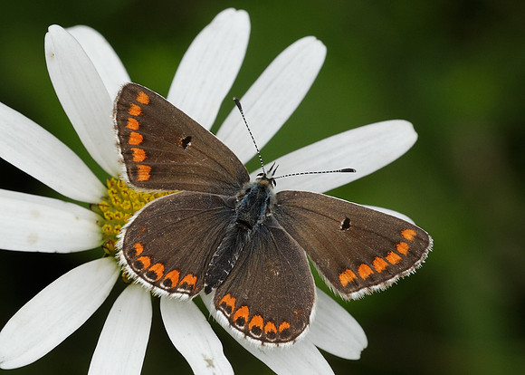 Brown Argus Aricia agestis