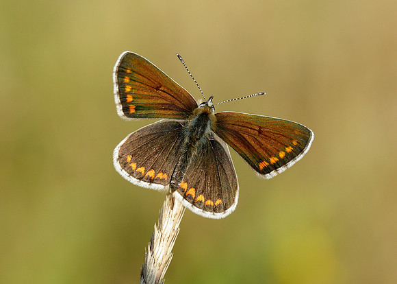 Brown Argus Aricia agestis