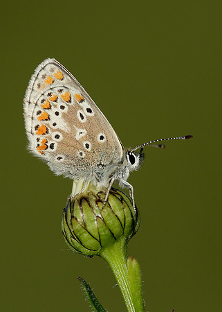Brown Argus Aricia agestis