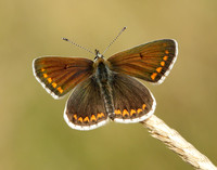 Brown Argus Aricia agestis