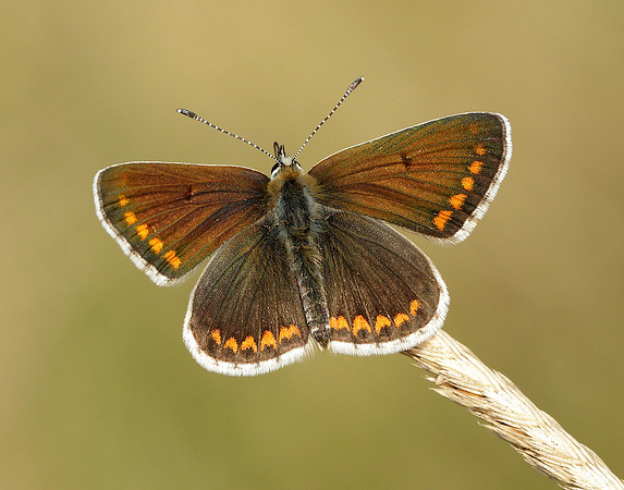 Brown Argus Aricia agestis