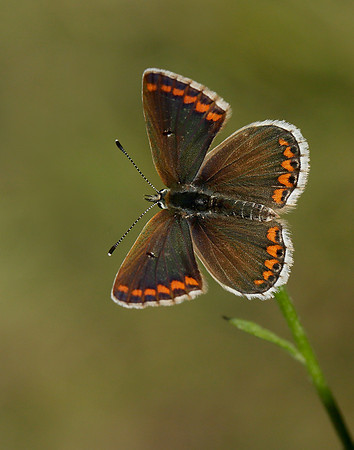 Brown Argus Aricia agestis