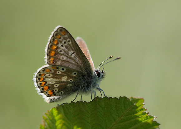 Brown Argus Aricia agestis