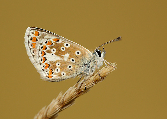 Brown Argus Aricia agestis