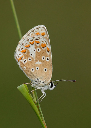 Brown Argus Aricia agestis
