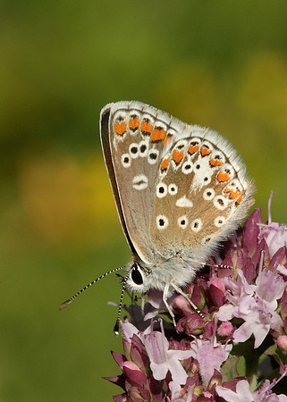 Brown Argus Aricia agestis