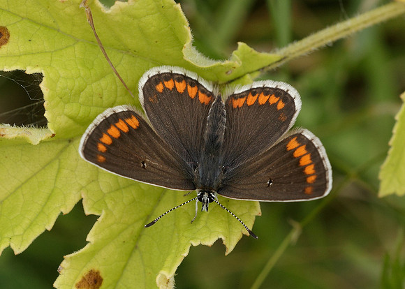 Brown Argus Aricia agestis
