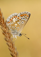 Brown Argus Aricia agestis
