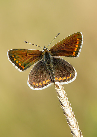 Brown Argus Aricia agestis