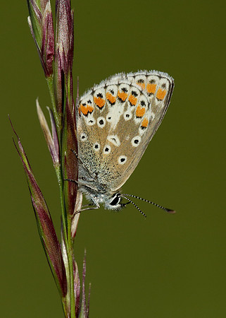 Brown Argus Aricia agestis
