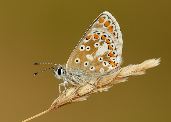 Brown Argus Aricia agestis