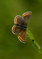 Brown Argus Aricia agestis