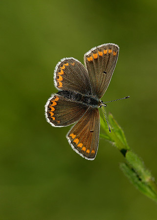 Brown Argus Aricia agestis