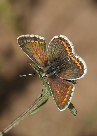 Brown Argus Aricia agestis