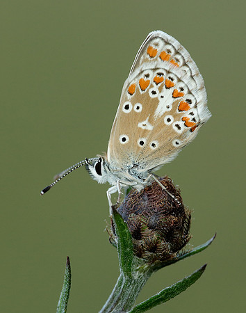 Brown Argus Aricia agestis
