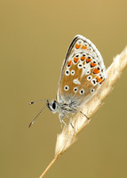 Brown Argus Aricia agestis
