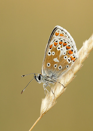 Brown Argus Aricia agestis