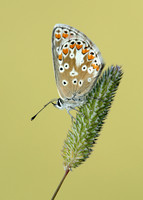 Brown Argus Aricia agestis