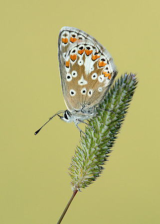 Brown Argus Aricia agestis