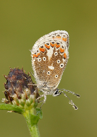 Brown Argus Aricia agestis