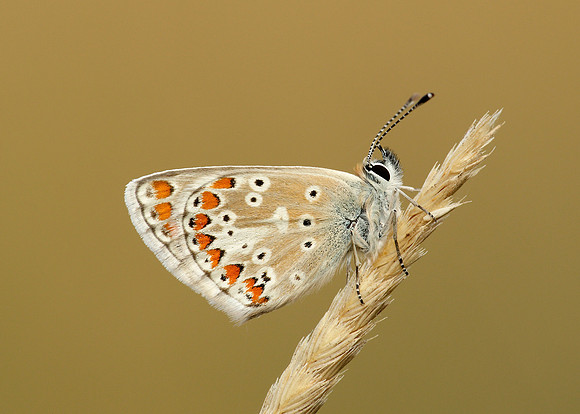 Brown Argus Aricia agestis
