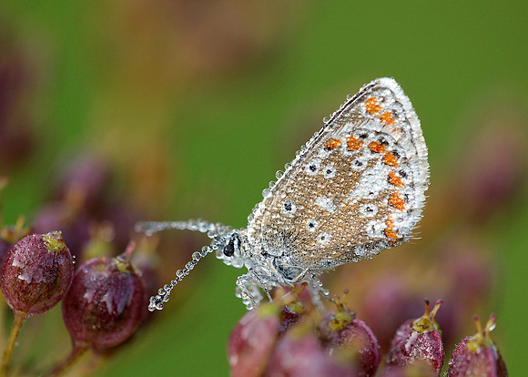 Brown Argus Aricia agestis