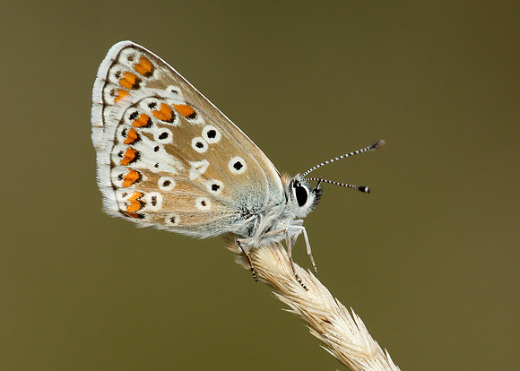 Brown Argus Aricia agestis