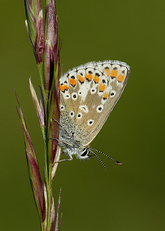 Brown Argus Aricia agestis