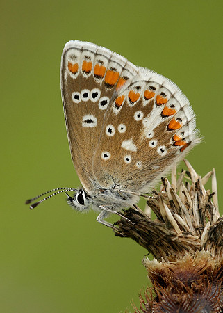 Brown Argus Aricia agestis