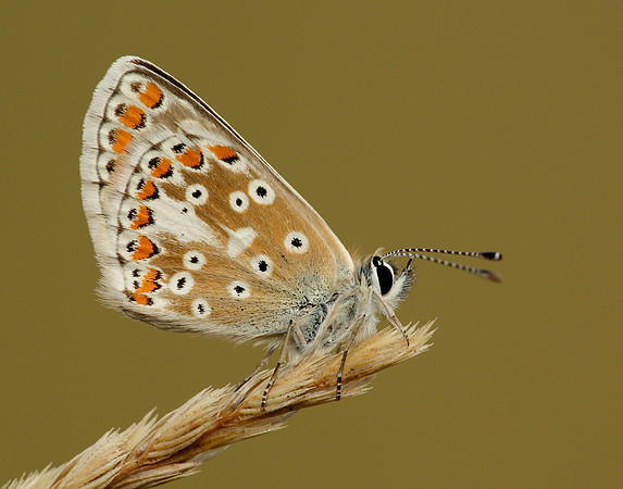 Brown Argus Aricia agestis