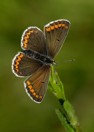 Brown Argus Aricia agestis