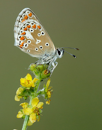 Brown Argus Aricia agestis